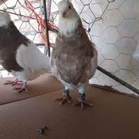 کبوتر طوقی|پرنده|دهگلان, |دیوار