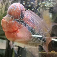 فلاور هورن ،کوی بالا بلند ،پنگوسی گیاه خوار