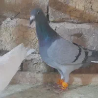 کبوتر نرو ماده خطی|پرنده|الوند, |دیوار