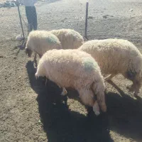 گوسفند شک|حیوانات مزرعه|حمیل, |دیوار