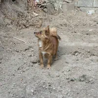 پامر|سگ|فردوسیه, |دیوار