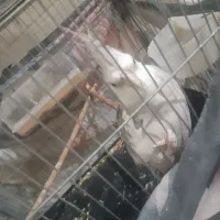 عروس هلندی|پرنده|پاکدشت, خاتون آباد|دیوار