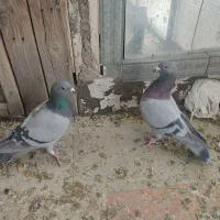 کفتر پلاکی و مسافتی اصیل و کله سبز و پاکستانی|پرنده|فردیس, شهرک شهید حسینی|دیوار