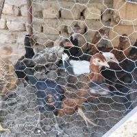 جوجه محلی شروه ای