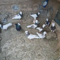 کبوتر طوقی و نامبر|پرنده|کنگاور, |دیوار