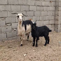 بزشیرازی با بزغاله