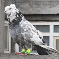 ۱۰ تا تهرونی دونه ۱۷۰ مفت