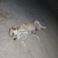 سگ خراسانی