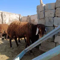 بره نر پرواری|حیوانات مزرعه|محمدبار, |دیوار