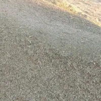 کاه ماش درجه یک