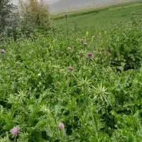 نیازمندسرمایه گذاروشریک