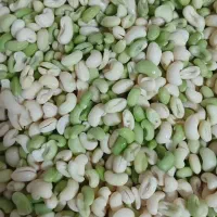لوبیا چشم بلبلی