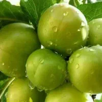 شروع پیش فروش نهال گوجه سبز گوگان|خدمات باغبانی و درختکاری|آوج, |دیوار