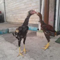 خروس لاری|حیوانات مزرعه|رشت, لاکان|دیوار