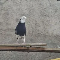 لباس شاهزاده سیاه