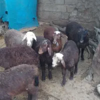 بره|حیوانات مزرعه|مینودشت, |دیوار