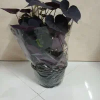 برگ بیدی ،انواع فیکوس،برگ قاشقی،اپومیا ، پتوس بنفش|گل و گیاه طبیعی|تهران, شهرک ولیعصر شمالی|دیوار
