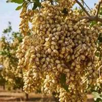 باپول محصولات کشاورزی مازراتی بخر
