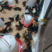 جوجه یک هفته ای در اشرفی لاله