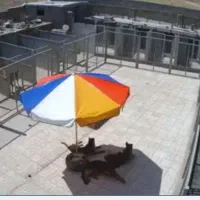 پانسیون سگ طولانی مدت|خدمات پیشه و مهارت|تهران, ایران|دیوار