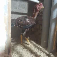 خروس لاری|حیوانات مزرعه|بوکان, |دیوار