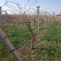 کارگر باغ و باغبانی بیل زنی نظافت باغ|خدمات باغبانی و درختکاری|ارومیه, |دیوار