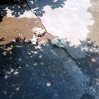 جوجه بوقلمون و اردک اسرائیلی