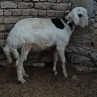 قوچ میش بره قوچ