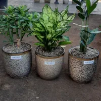 گل های مناسبت روز مادر رسید