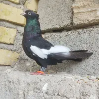 سینه چنگ سفید ۵ بنده  نر قابل ارسال به همه نقاط..