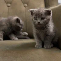 اسکاتیش فولد بلو اصیل و ناز
