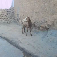 کاور نر