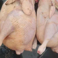مرغ و خروس محلی اردک محلی