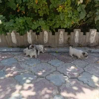توله پاکوتاه میکس پامر