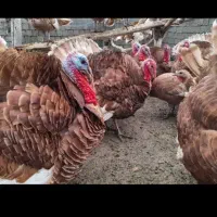 بوقلمون بوربون نر سنگین وزن