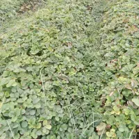 نهال کاماروس بفروش میرسد|گل و گیاه طبیعی|خان ببین, |دیوار