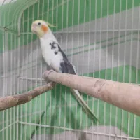 ماده دوکت