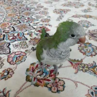 طوطی راهب سبز