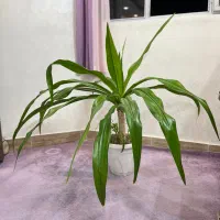 گل آپارتمانی اشک ملکه|گل و گیاه طبیعی|اصفهان, شهرک کاوه|دیوار