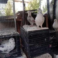 کبوتر|پرنده|تهران, استقلال|دیوار