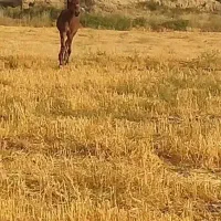 کره مادیان پنج ماهه