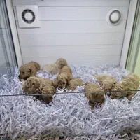 توی پودل اپریکات