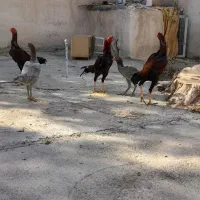 مرغ و خروس لاری|حیوانات مزرعه|ماهدشت, |دیوار