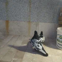 جفت سینه مفت