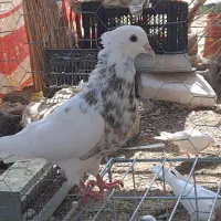 کبوتر طوقی کرمانشاهی|پرنده|هامون, |دیوار