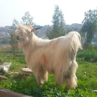 شپش شهرکردی جلو رو