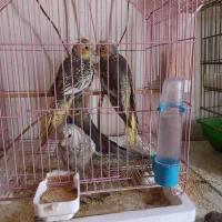 عروس هلندی بالغ نر و ماده جوجه برا فروش