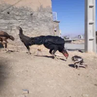 مرغ لاری سیاه اصل|پرنده|مریوان, |دیوار