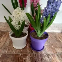 انواع گلهای معطر