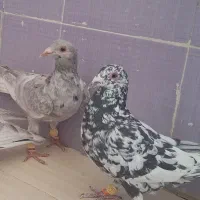 نروماده آس